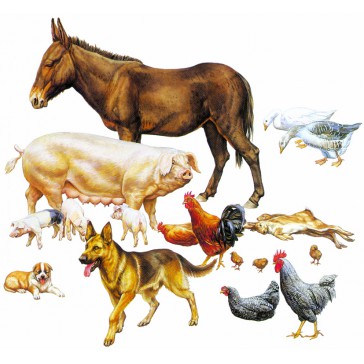 Animaux de ferme