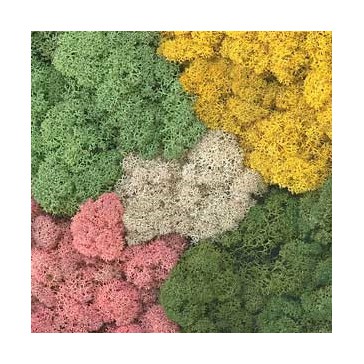 Decor Island Mos Assorit kleur  50g