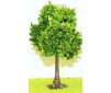 3 platanes de 9 cm vert clair