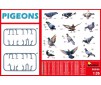 PIGEONS 1:35