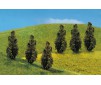 6 PREMIUM THUJA (LEVENSBOOM)